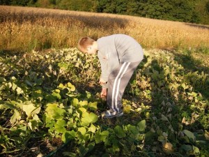 tanner with crops